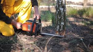 Professional Tree Care  in Mentor On The Lake, OH