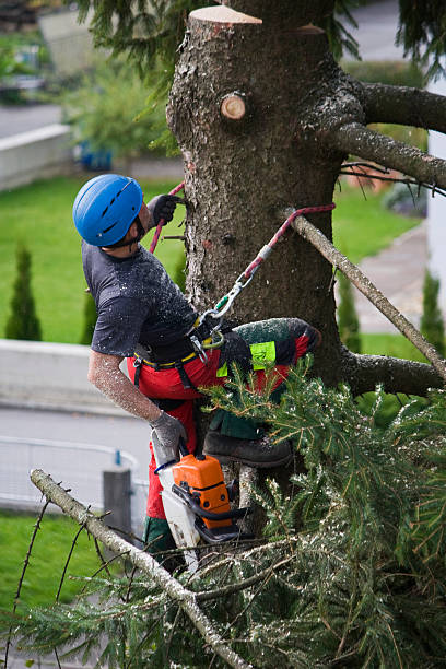 Best Tree Risk Assessment  in Mentor On The Lake, OH