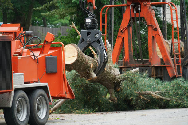 Best Tree and Shrub Care  in Mentor On The Lake, OH