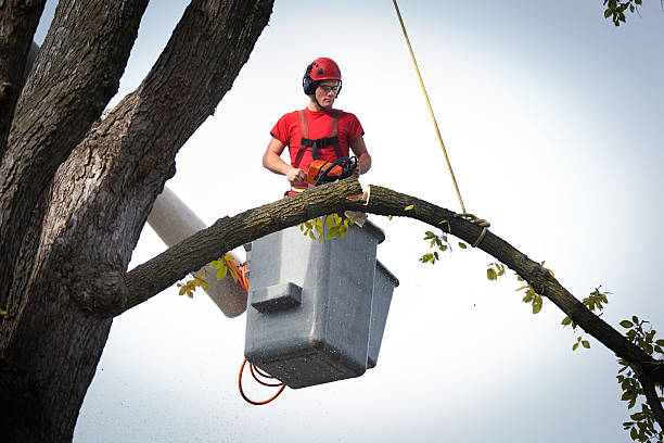 Best Arborist Consultation Services  in Mentor On The Lake, OH