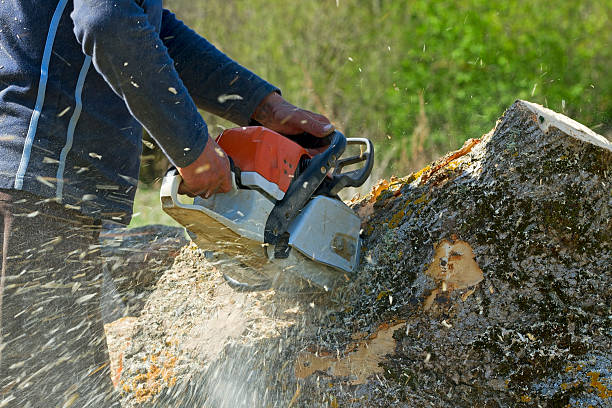 Best Root Management and Removal  in Mentor On The Lake, OH